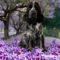 Cocker Spaniel (Working & Show)