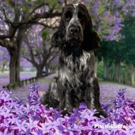 Cocker Spaniel (Working &amp; Show)