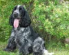 Cocker Spaniel (Show)