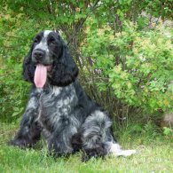 Cocker Spaniel (Working & Show)