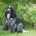 Cocker Spaniel (Show)