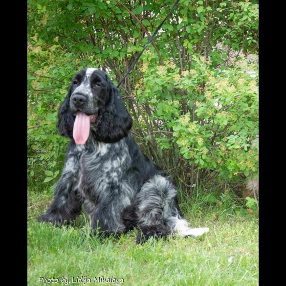 Cocker Spaniel (Working &amp; Show)