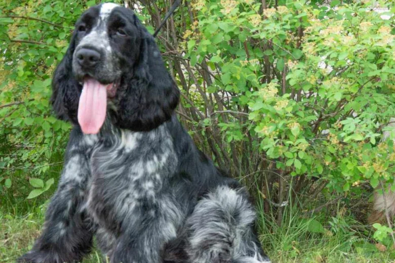 Cocker Spaniel (Show)