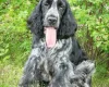 Cocker Spaniel (Show)