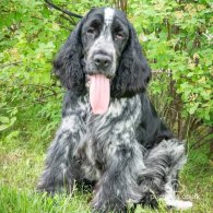 Cocker Spaniel (Working & Show)