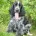 Cocker Spaniel (Show)