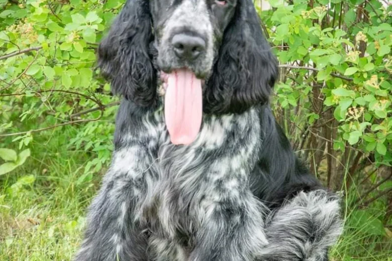 Cocker Spaniel (Show)