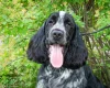 Cocker Spaniel (Show)