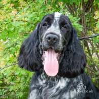 Cocker Spaniel (Working & Show)