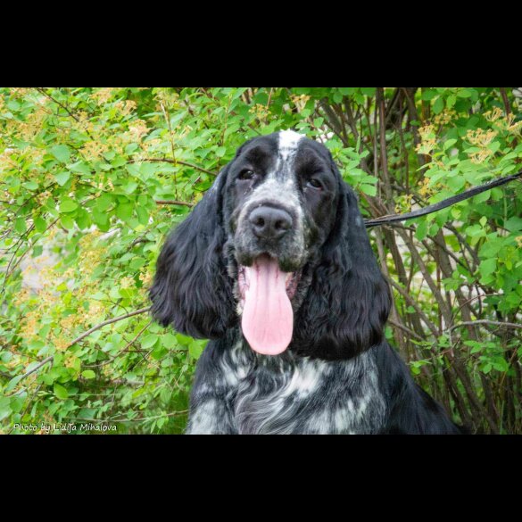 Cocker Spaniel (Working &amp; Show)