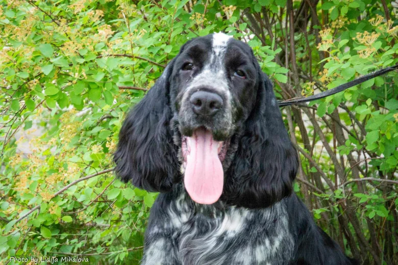 Cocker Spaniel (Show)