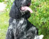 Cocker Spaniel (Show)