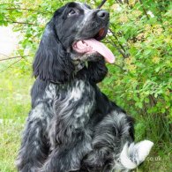 Cocker Spaniel (Working & Show)