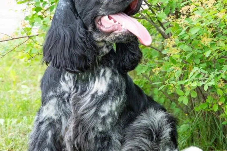 Cocker Spaniel (Show)