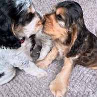 Cocker Spaniel (Working & Show) - Both