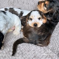 Cocker Spaniel (Working & Show) - Both