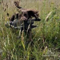 Cocker Spaniel (Working & Show) - Both