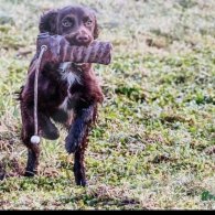 Cocker Spaniel (Working & Show) - Both