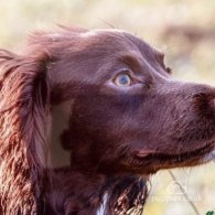 Cocker Spaniel (Working & Show) - Both