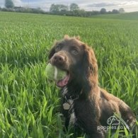 Cocker Spaniel (Working & Show) - Both