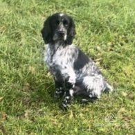 Cocker Spaniel (Working & Show) - Both