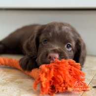 Cocker Spaniel (Working & Show) - Dogs