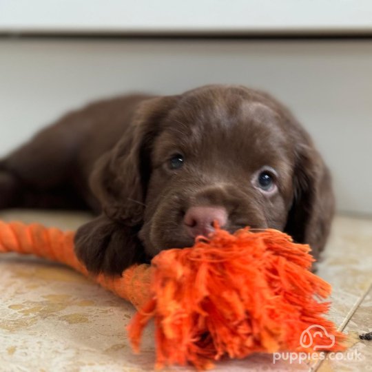 Cocker Spaniel (Working & Show) - Dogs