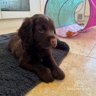 Cocker Spaniel (Working & Show) - Dogs