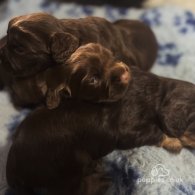 Cocker Spaniel (Working & Show) - Dogs