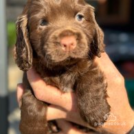 Cocker Spaniel (Working & Show) - Dogs