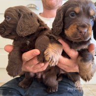 Cocker Spaniel (Working & Show) - Dogs