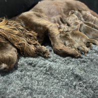 Cocker Spaniel (Working & Show) - Dogs