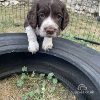 Cocker Spaniel (Working & Show) - Both