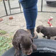 Cocker Spaniel (Working & Show) - Both