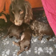 Cocker Spaniel (Working & Show) - Both