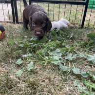 Cocker Spaniel (Working & Show) - Both