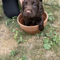 Cocker Spaniel (Working & Show) - Both