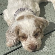 Cocker Spaniel (Working & Show) - Both