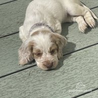 Cocker Spaniel (Working & Show) - Both