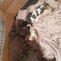 Cocker Spaniel (Working & Show) - Dogs