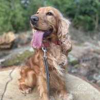 Cocker Spaniel (Working & Show) - Both