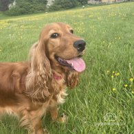 Cocker Spaniel (Working & Show) - Both