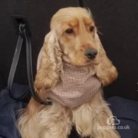 Cocker Spaniel (Working & Show) - Both