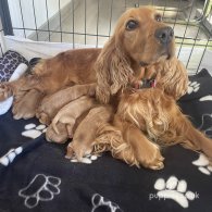 Cocker Spaniel (Working & Show) - Both