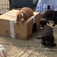 Cocker Spaniel (Working & Show) - Both