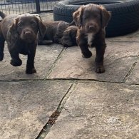 Cocker Spaniel (Working & Show) - Both