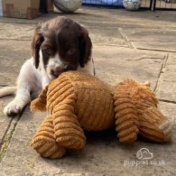 Cocker Spaniel (Working & Show) - Both