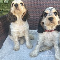 Cocker Spaniel (Working & Show) - Both