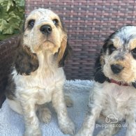 Cocker Spaniel (Working & Show) - Both