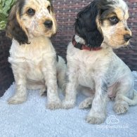 Cocker Spaniel (Working & Show) - Both